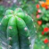Trichocereus _pachanoi_ (Echinopsis pachanoi) _13